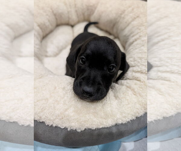 Medium Photo #3 Chiweenie Puppy For Sale in The Woodlands, TX, USA