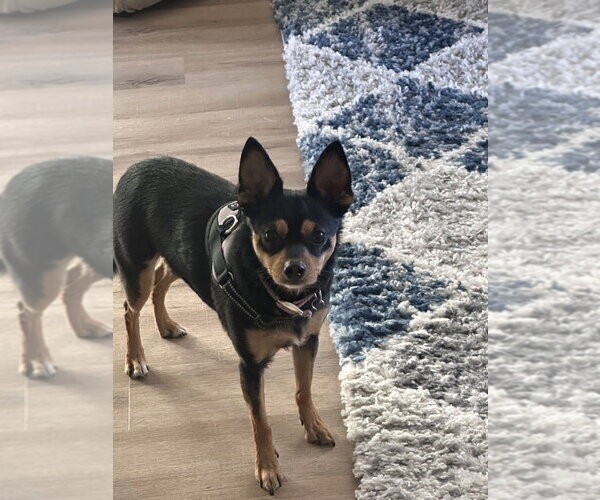 Medium Photo #3 Chihuahua-Unknown Mix Puppy For Sale in Lakewood, CO, USA