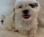 Small #3 Maltipoo (Miniature)-Shih Tzu Mix
