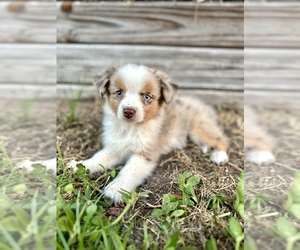 Medium Miniature Australian Shepherd