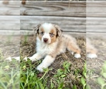 Puppy Sky Miniature Australian Shepherd