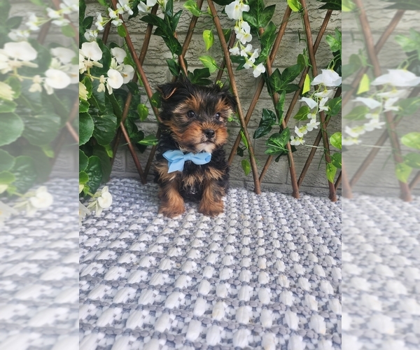 Medium Photo #7 Morkie-Yorkshire Terrier Mix Puppy For Sale in INDIANAPOLIS, IN, USA
