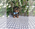 Small #6 Morkie-Yorkshire Terrier Mix
