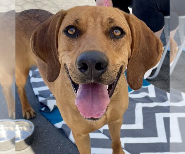 Medium Photo #7 Coonhound-Unknown Mix Puppy For Sale in Canton, CT, USA