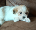 Image preview for Ad Listing. Nickname: Buddy