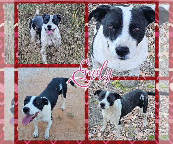 Medium Photo #3 American Pit Bull Terrier-American Staffordshire Terrier Mix Puppy For Sale in Blacksburg, SC, USA