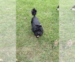 Small #2 Shih Tzu