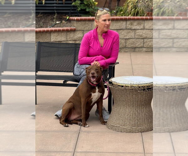 Medium Photo #22 American Staffordshire Terrier-Labrador Retriever Mix Puppy For Sale in Lake Forest, CA, USA