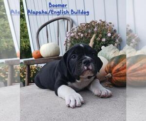 Medium Alapaha Blue Blood Bulldog-English Bulldog Mix