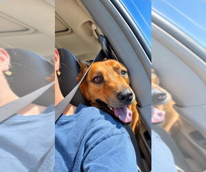 Rowley - Adopt Me! - Male Mutt Dog for Adoption - Photo #11