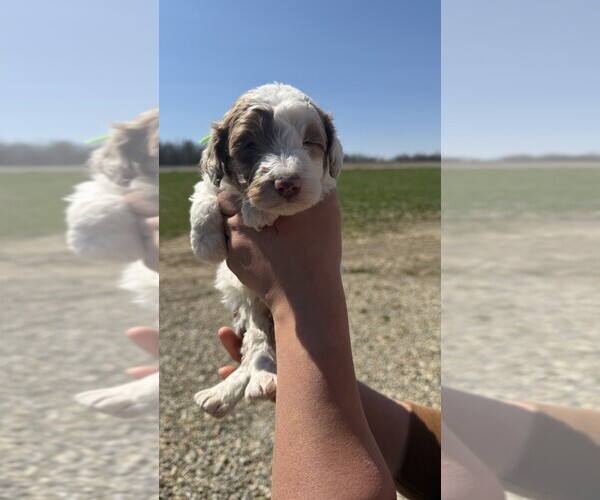 Medium Photo #1 Aussiedoodle Miniature  Puppy For Sale in HUDSON, MI, USA