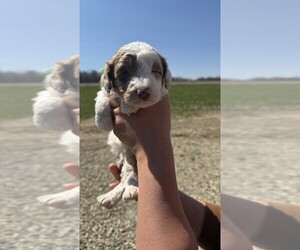 Aussiedoodle Miniature  Puppy for sale in HUDSON, MI, USA