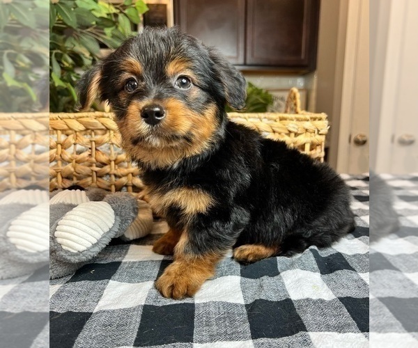 Medium Photo #3 Shorkie Tzu Puppy For Sale in INDIANAPOLIS, IN, USA