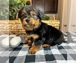 Small Photo #3 Shorkie Tzu Puppy For Sale in INDIANAPOLIS, IN, USA