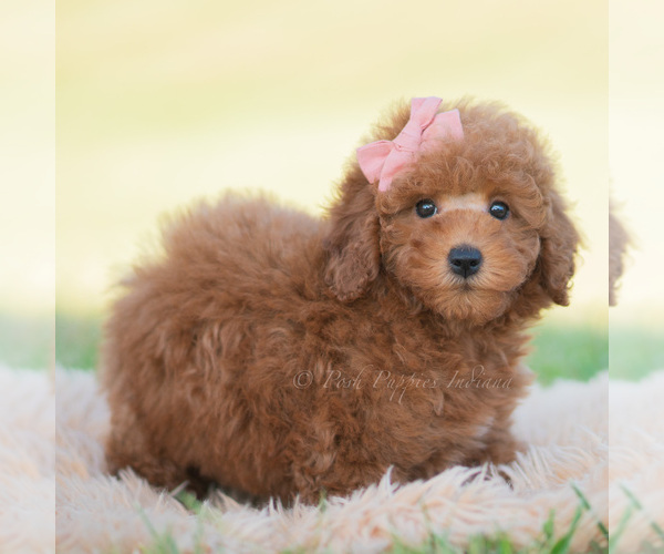 Medium Photo #4 Goldendoodle (Miniature) Puppy For Sale in WARSAW, IN, USA