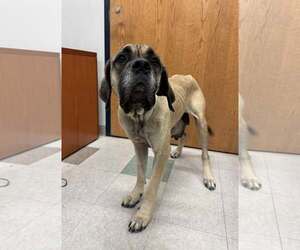Mirabelle - Female Mastiff Dog for Adoption - Photo #3