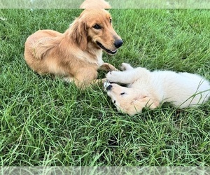 Mother of the Goldendoodle puppies born on 04/20/2025