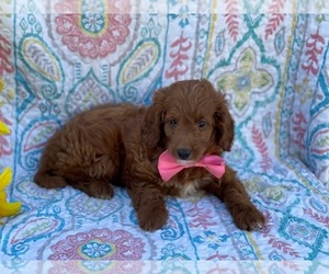 Goldendoodle (Miniature) Puppy for sale in LANCASTER, PA, USA