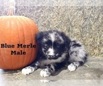 Small Photo #5 Australian Shepherd Puppy For Sale in CLARKSVILLE, TX, USA