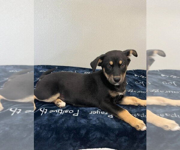 Medium Photo #4 Siberian Husky-Unknown Mix Puppy For Sale in Osgood, IN, USA