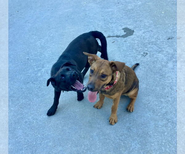 Medium Photo #2 Labrador Retriever-Unknown Mix Puppy For Sale in San Diego, CA, USA