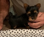 Small Photo #2 Yorkshire Terrier Puppy For Sale in LAMAR, CO, USA