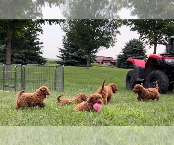 Medium Photo #5 Goldendoodle (Miniature) Puppy For Sale in HULL, IA, USA