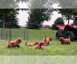 Small #4 Goldendoodle (Miniature)