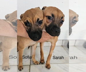 Chihuahua-Unknown Mix Dogs for adoption in Jefferson, NJ, USA