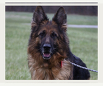 Small Photo #3 German Shepherd Dog Puppy For Sale in INDIANAPOLIS, IN, USA