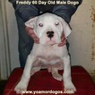 Small Photo #146 Dogo Argentino Puppy For Sale in JANE, MO, USA