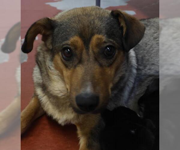 Medium Photo #1 Mutt Puppy For Sale in Thief River Falls, MN, USA