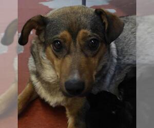 Mutt Dogs for adoption in Thief River Falls, MN, USA