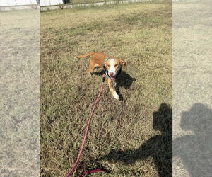 Dobby - Male Shepradors Dog for Adoption - Photo #3