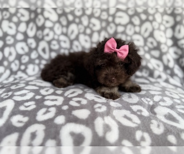 Medium Photo #7 Cock-A-Poo Puppy For Sale in LAKELAND, FL, USA