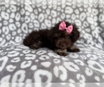 Small #6 Cock-A-Poo