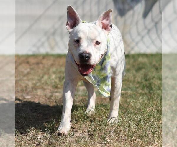 Medium Photo #1 American Staffordshire Terrier-Unknown Mix Puppy For Sale in San Antonio, TX, USA