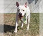 Small American Staffordshire Terrier Mix