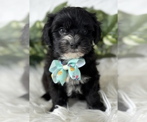 Morkie Puppy for sale in ROCK STREAM, NY, USA