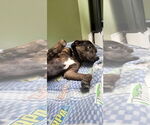 Small #3 English Bullweiler