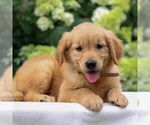 Small #1 Golden Retriever