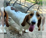 Small #2 Basset Hound