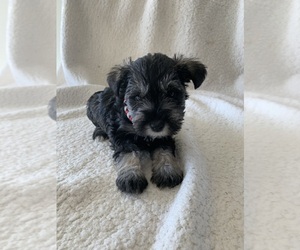 Schnauzer (Miniature) Dog for Adoption in EDMOND, Oklahoma USA