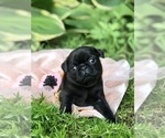 Small Photo #2 Pug Puppy For Sale in CANTON, CT, USA