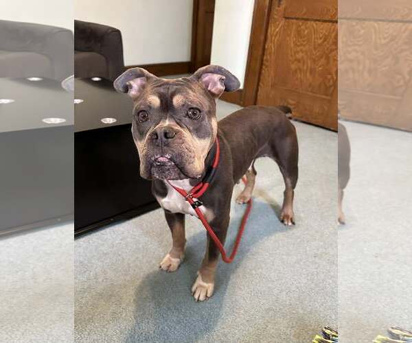 Medium Photo #16 Bulldog-Unknown Mix Puppy For Sale in Chester, NJ, USA