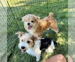 Small #3 Morkie