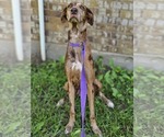 Small #1 Doberman Pinscher-Great Dane Mix