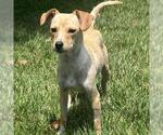 Small #4 Chihuahua