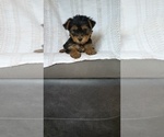 Small #1 Yorkshire Terrier