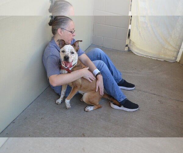 Medium Photo #1 Mutt Puppy For Sale in McKinney, TX, USA